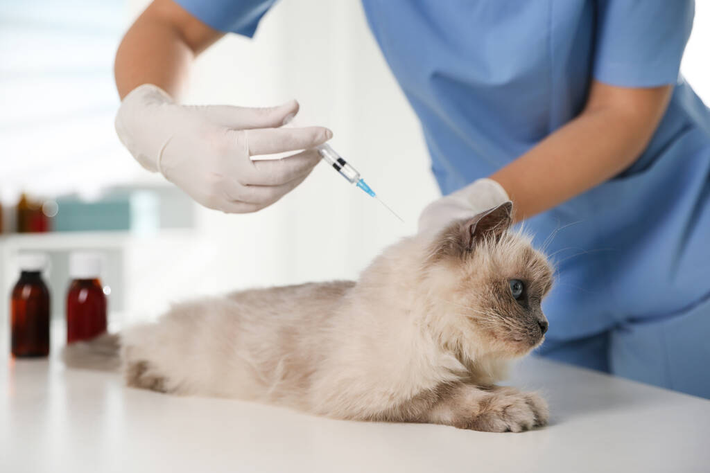 Professional veterinarian vaccinating cat in Bunbury Vet